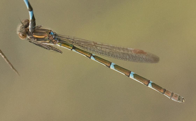Austrolestes annulosus